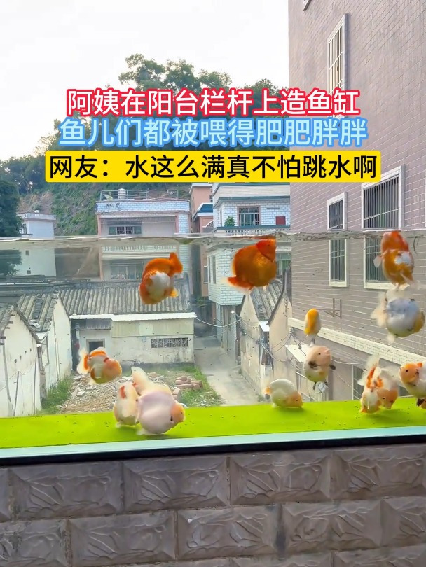 阿姨在阳台栏杆上造鱼缸,鱼儿们都被喂得肥肥胖胖