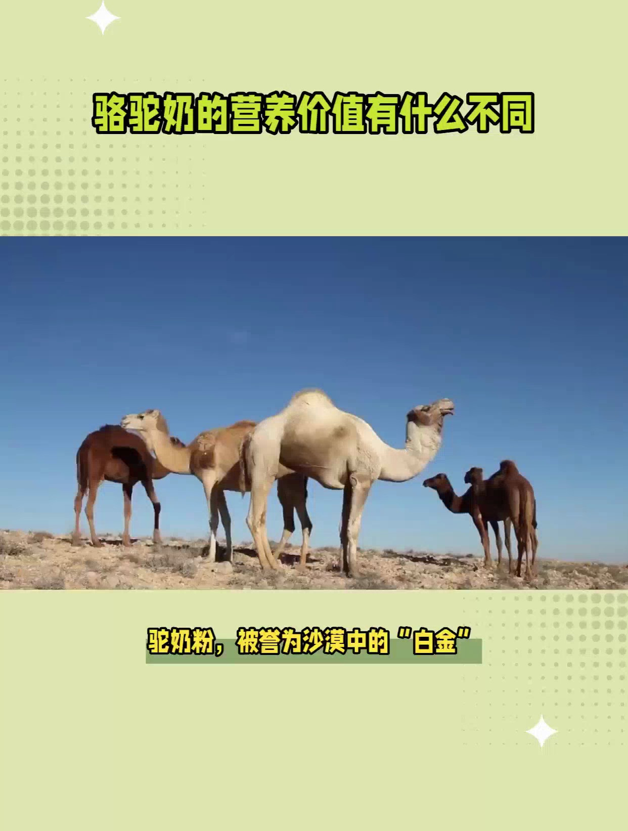 骆驼奶的营养价值和牛奶有什么区别