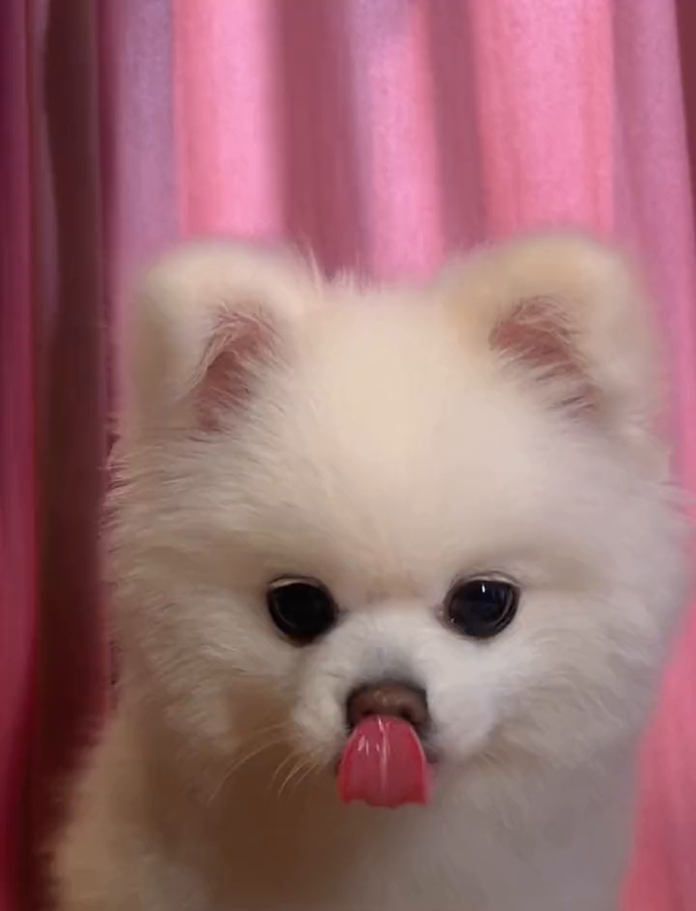 今儿个来点酸奶配甜菜粉,还有鸡胸肉干儿~