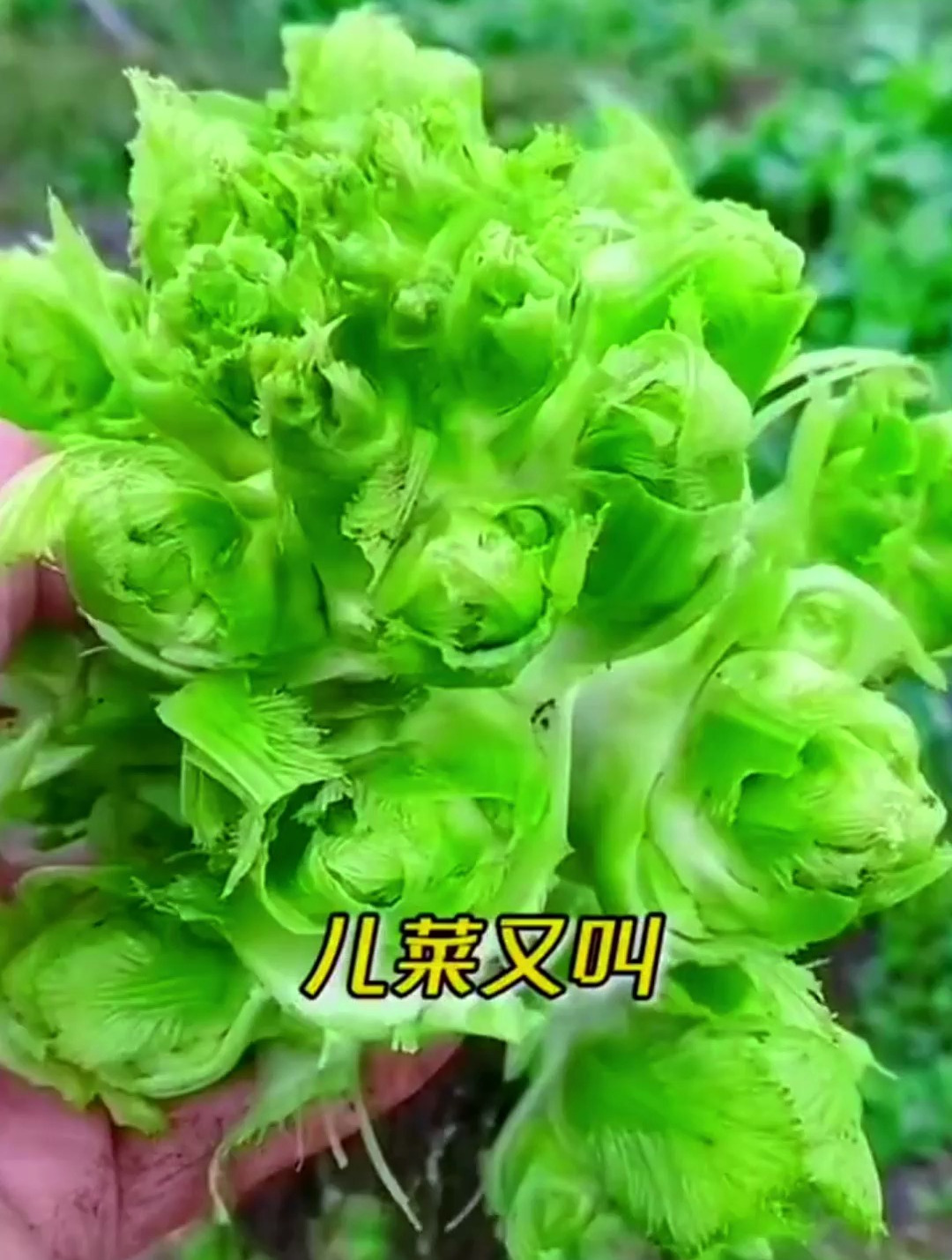 二菜好吃不好种?生长周期这样做,儿菜口感好,产量高!