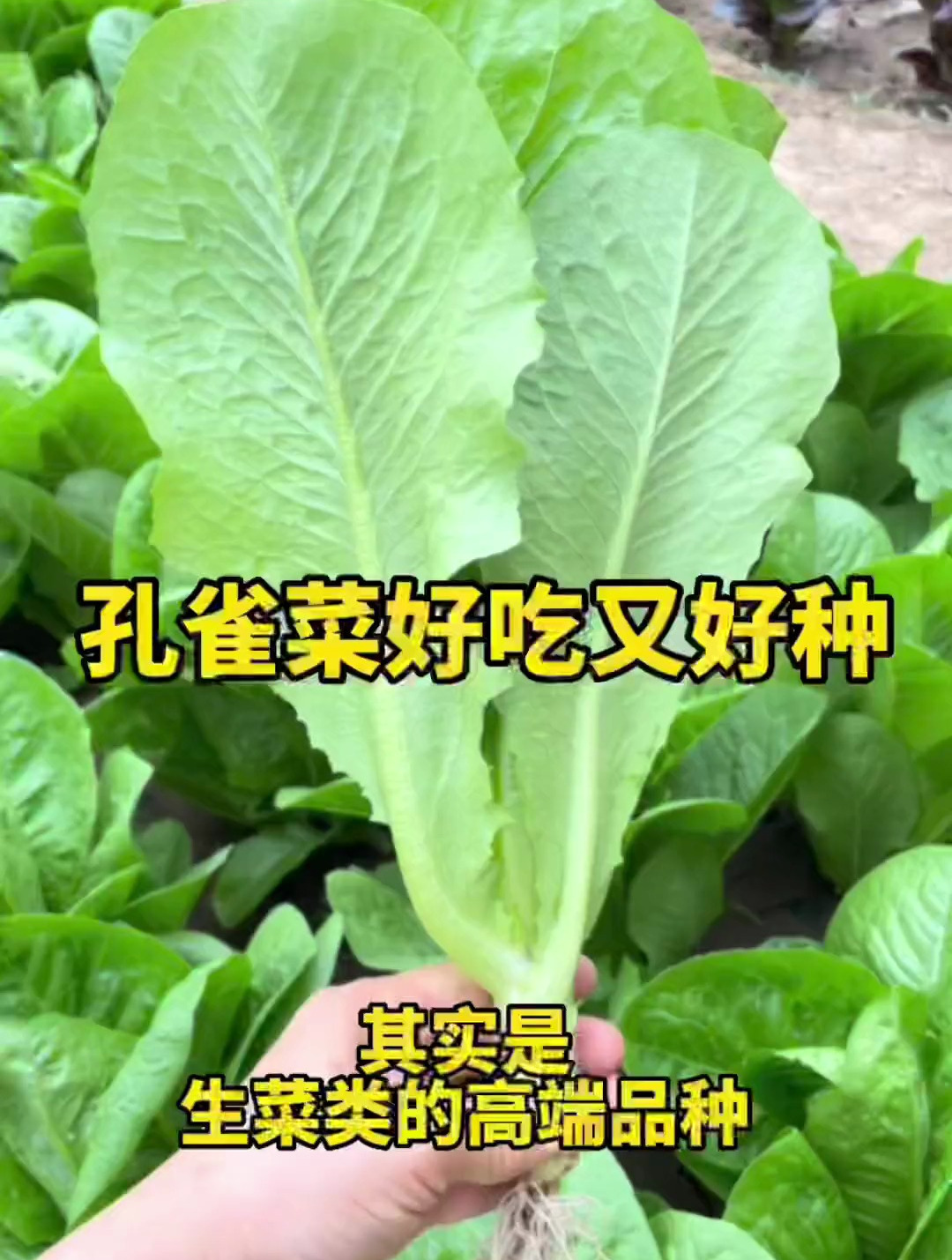 它是生菜中的高端品种,可以生吃也可以热炒涮火锅,怎么做也好吃