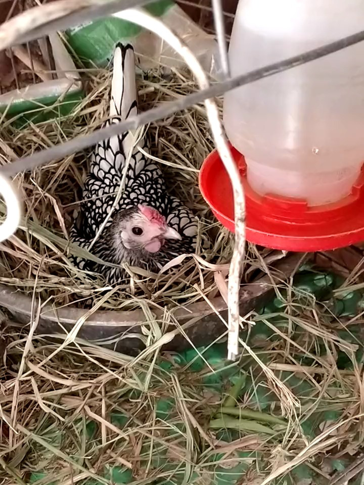 黑白花波兰鸡,羽毛如画,嘎嘎漂亮