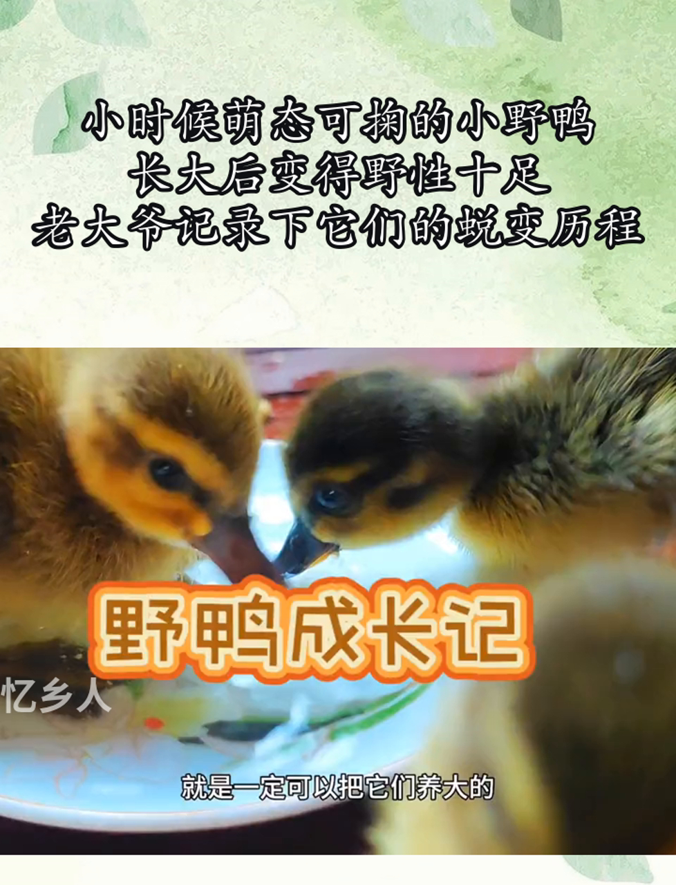 小时候萌态可掬的小野鸭,长大后变得野性十足,老大爷记录下它们的蜕变历程