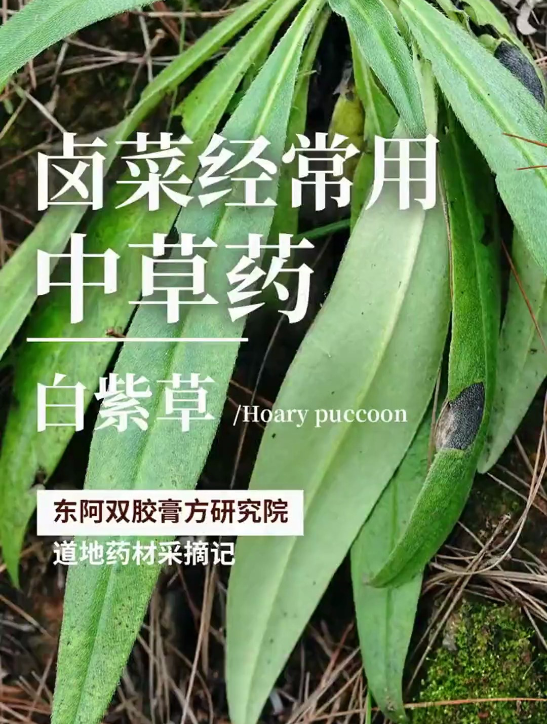 卤菜经常用中草药“白紫草”,你见过吗?