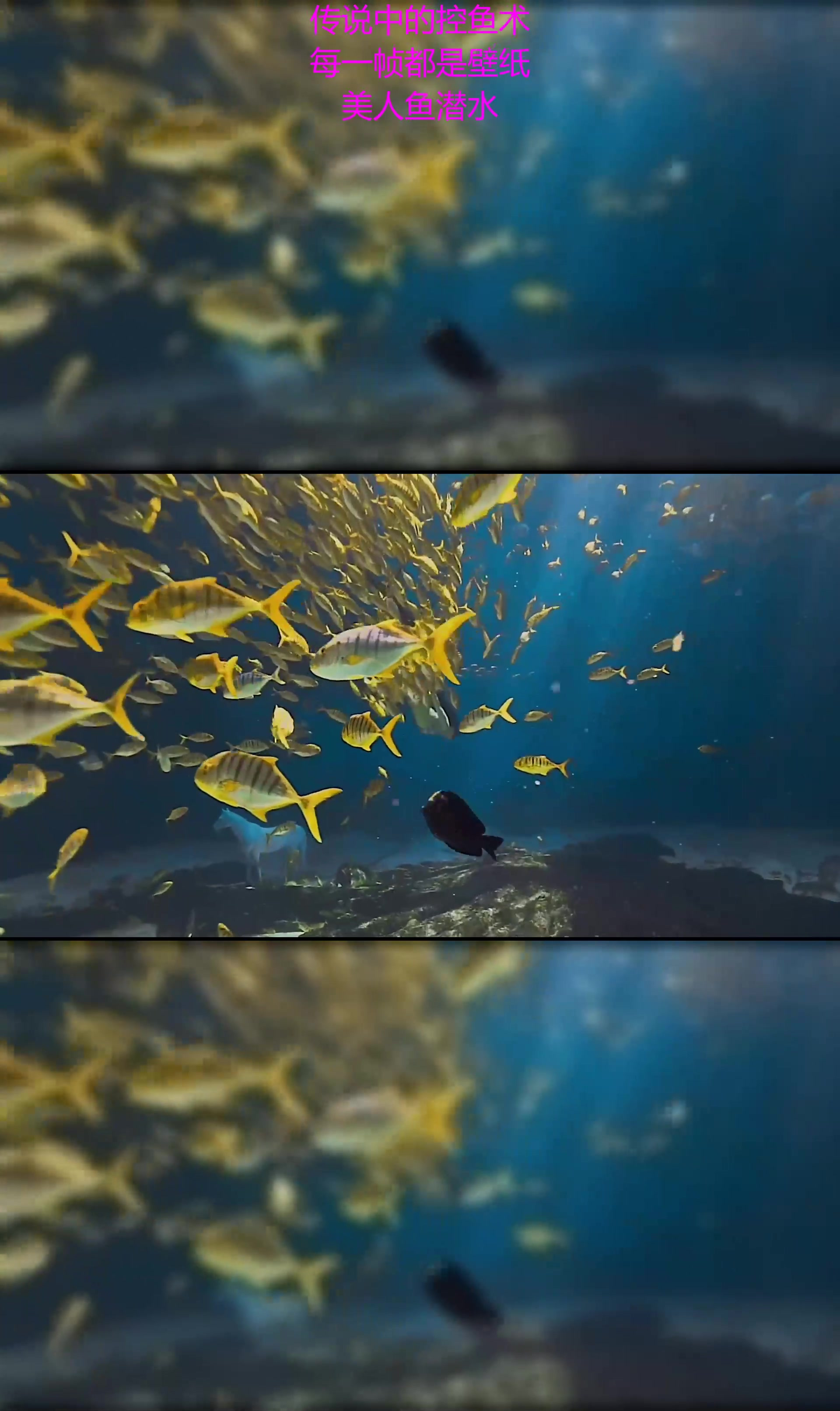 传说中的控鱼术!每一帧都是壁纸!美人鱼潜水
