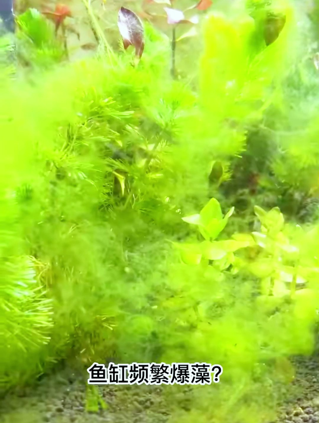 鱼缸频繁爆藻?教您三个保姆级祛除绿藻防治法!