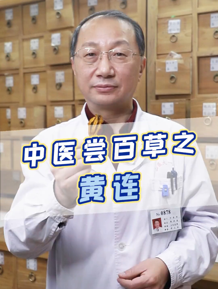 都说黄连苦,您知道有多苦吗?