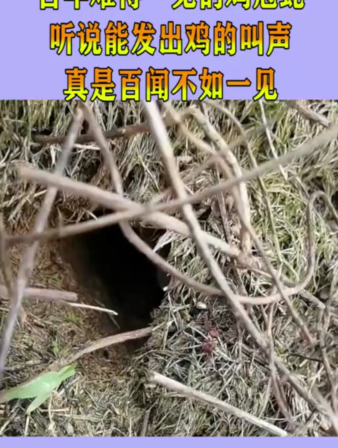 百年难得一见的鸡冠蛇,听说能发出鸡的叫声,真是百闻不如一见!