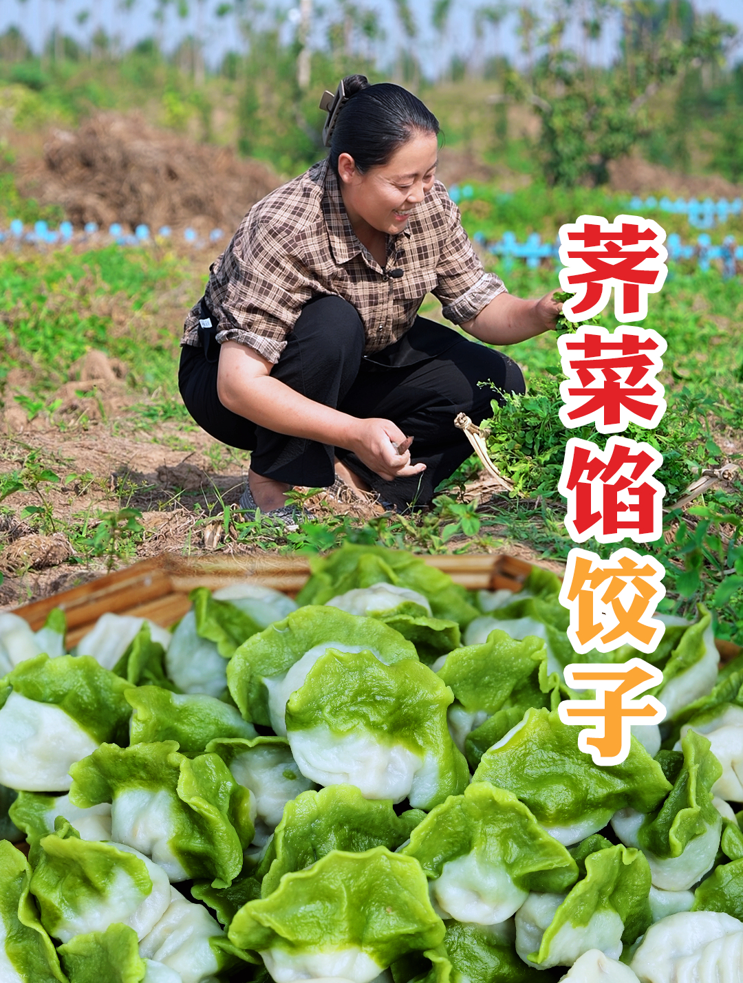 农村遍地都是野菜,今天用荠菜包了饺子吃