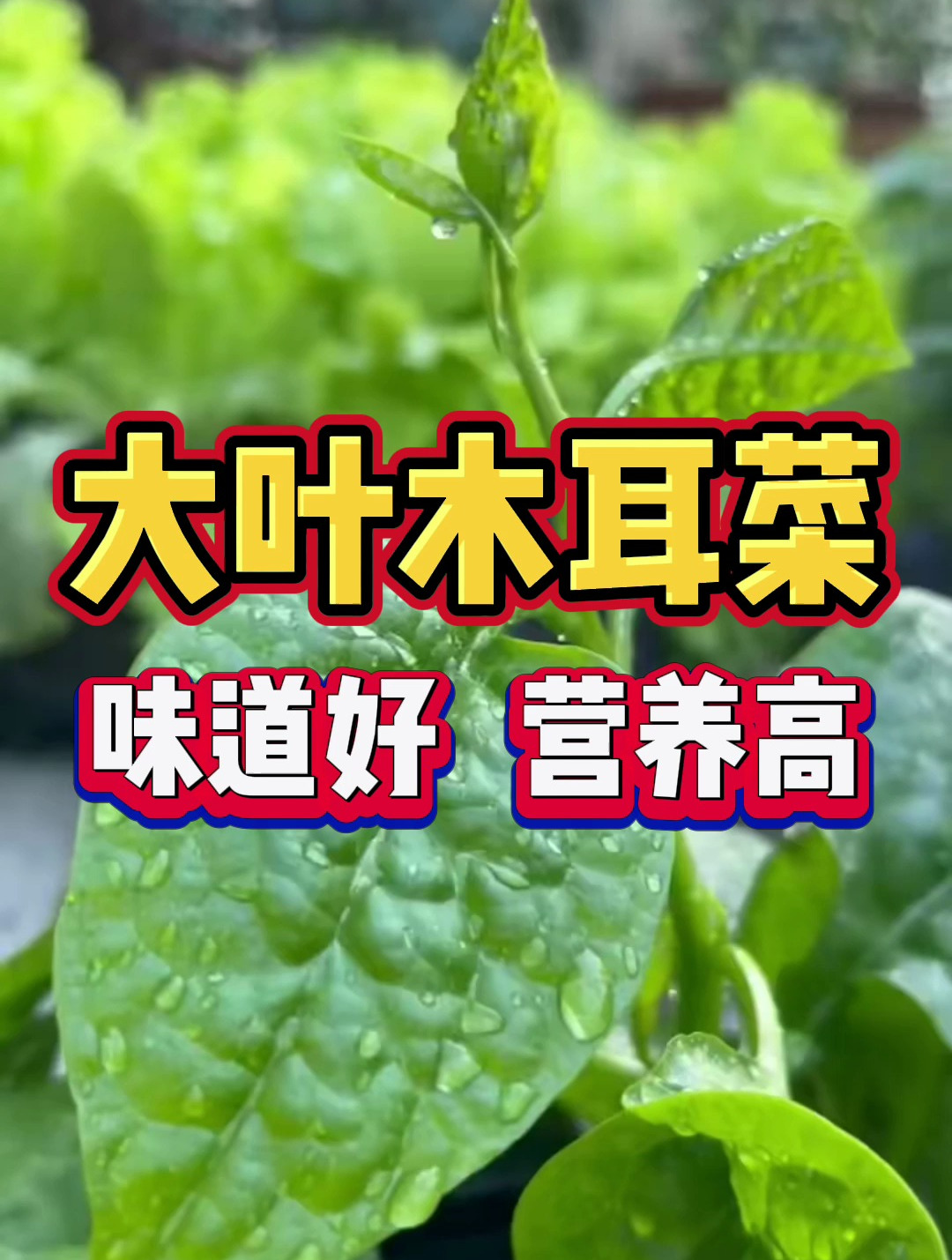 大叶木耳菜,你喜欢吃吗?