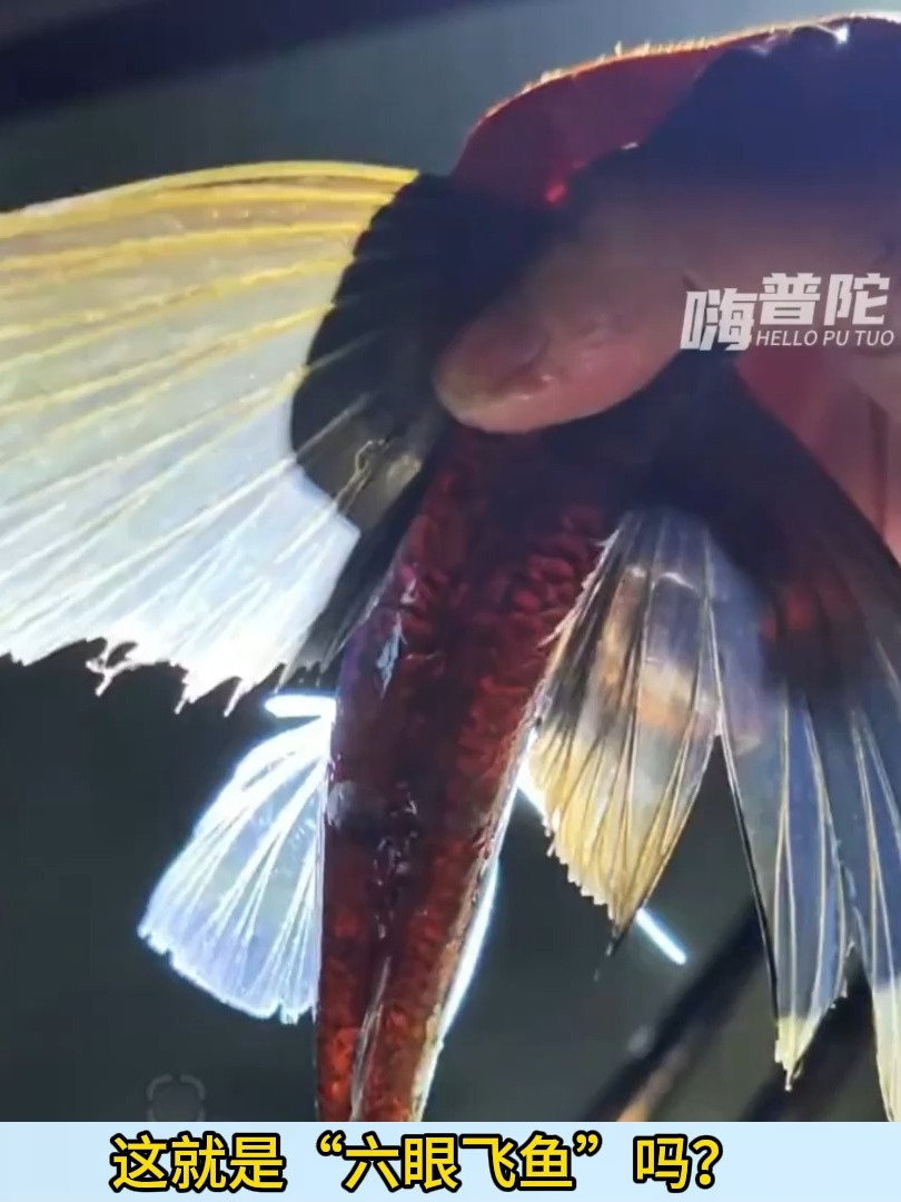 这就是六眼飞鱼吗?
