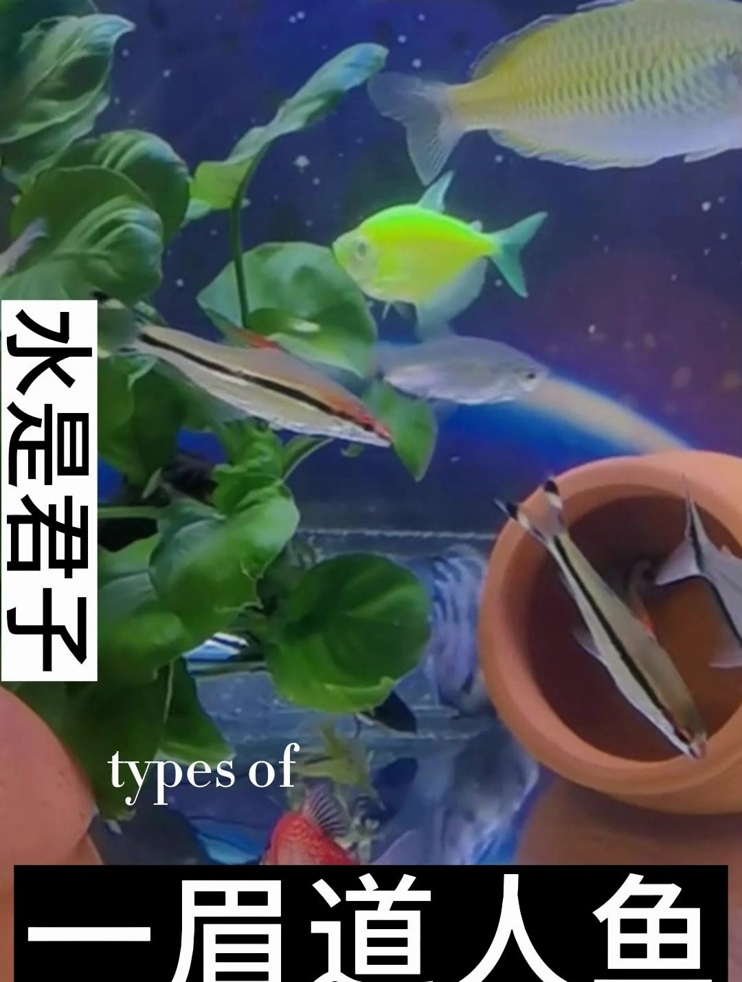 一眉道人鱼别称又为红眉道人、丹尼氏无须魮,属于鲃亚科Barbinae