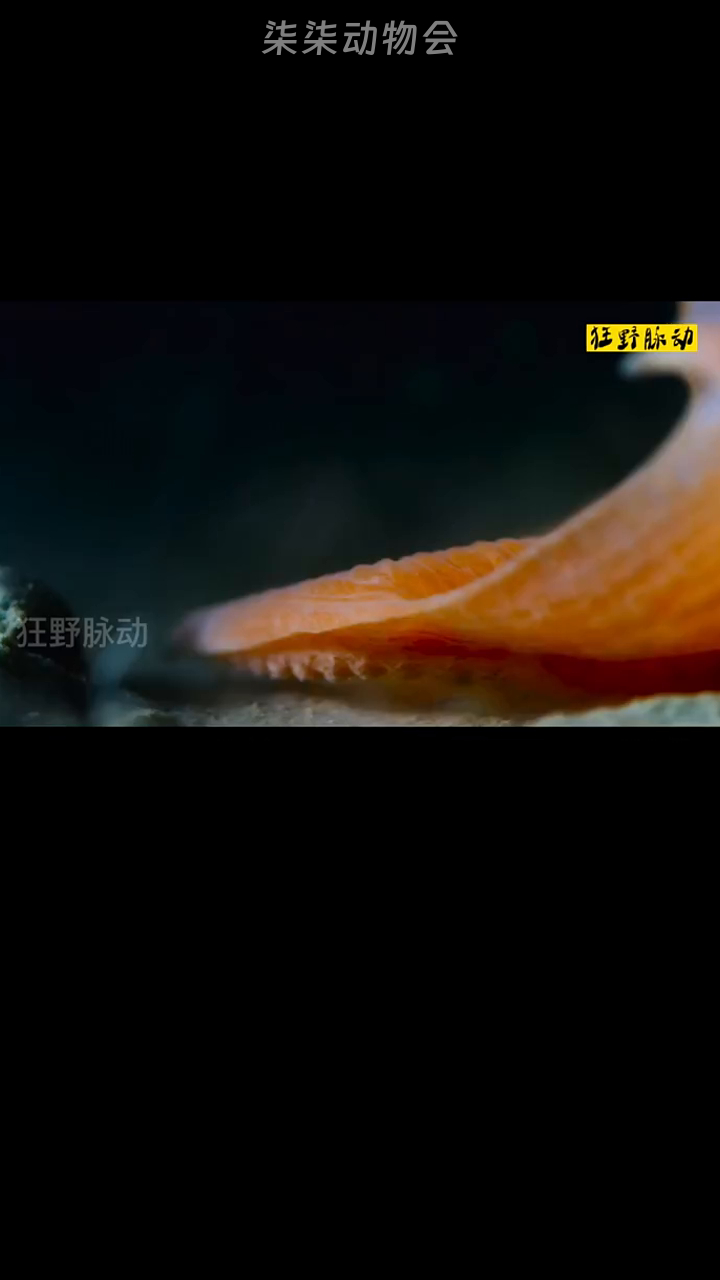 烙饼章鱼:深海中的奇异生物