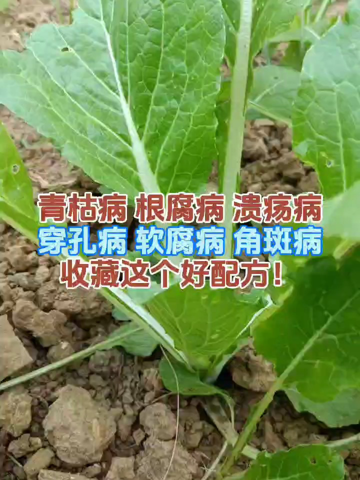 青枯病、根腐病、溃疡病、穿孔病、软腐病、角斑,收藏这个好配方