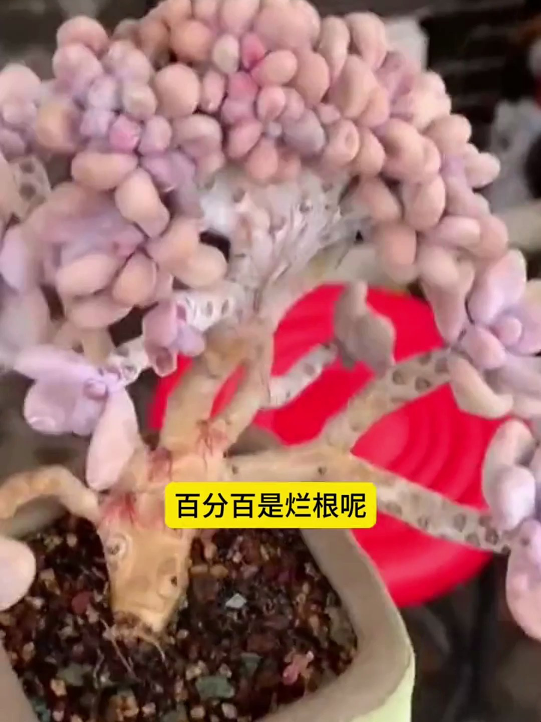 多肉茎杆上突然长这种红色的根系,喜欢养花交流养花绝招