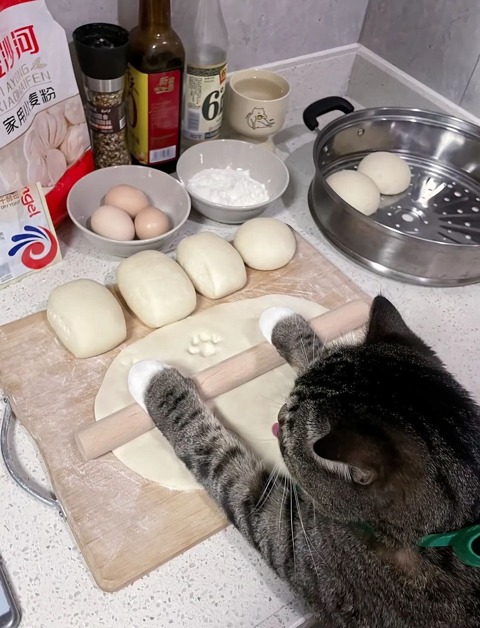 老妈问我为啥养猫,我说它能陪我到老,这下信了吧?下班回家,我家猫咪发来消息,说饭都做好了等