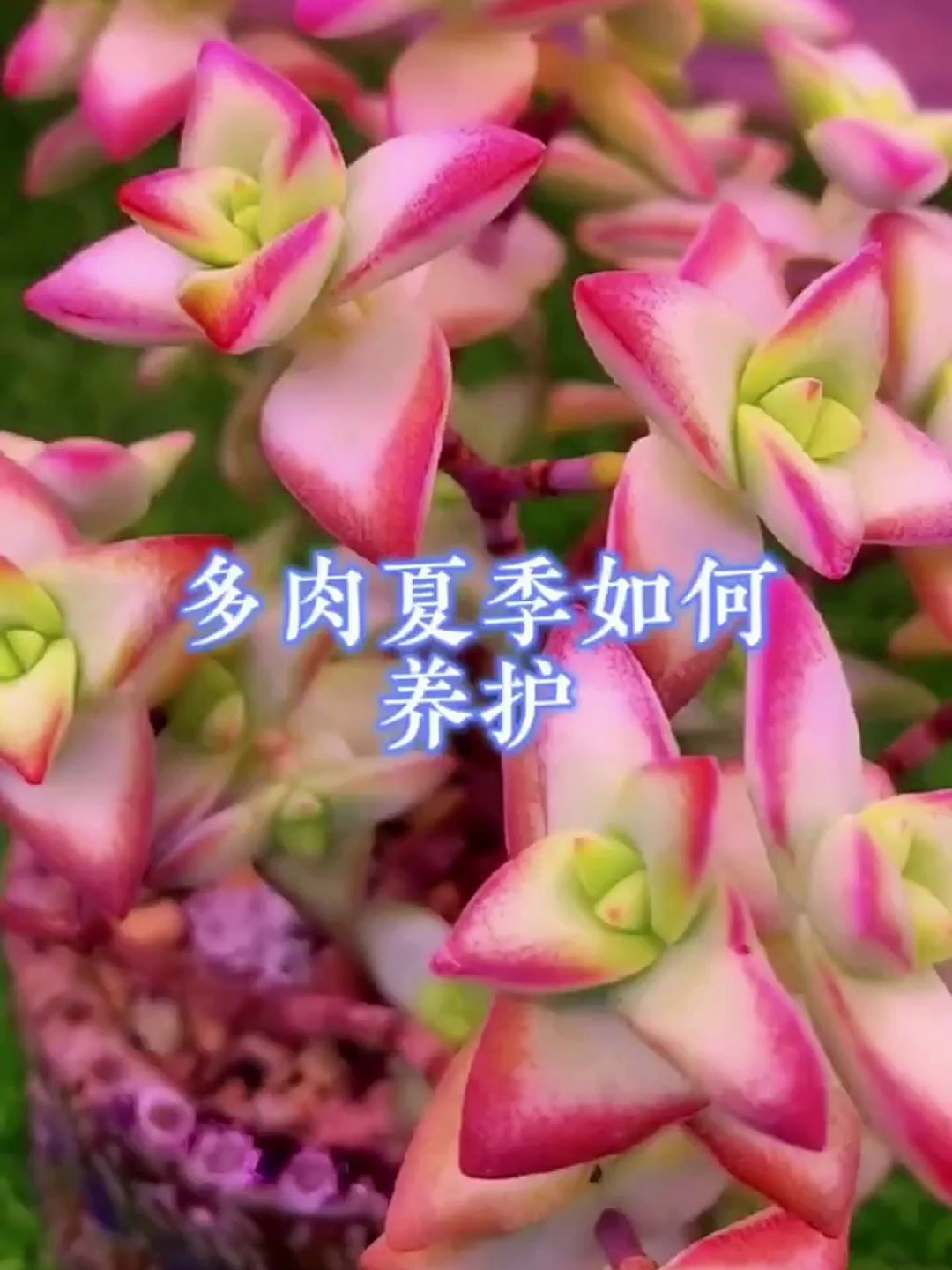 夏天多肉植物养护小常识
