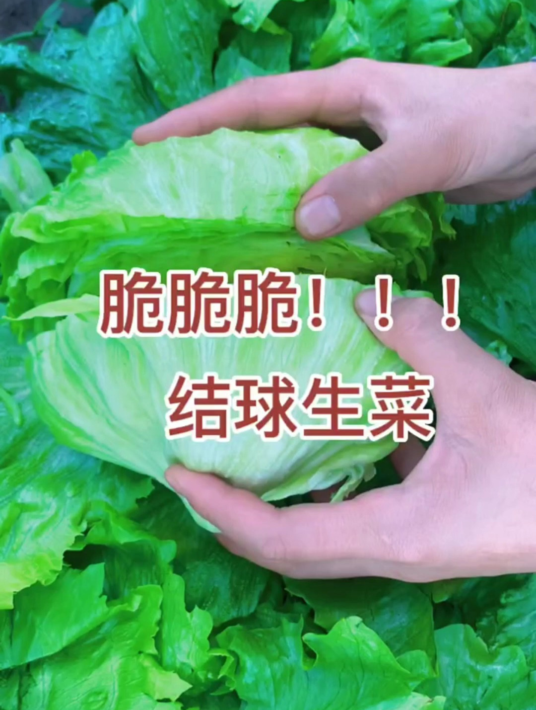 为何你的结球生菜包心不好有虫害?原来问题处在这,一个方法解决