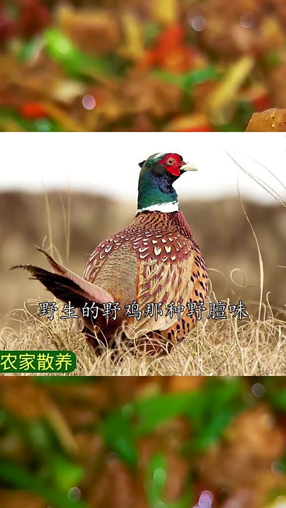 用野山鸡来做的这道小炒鸡