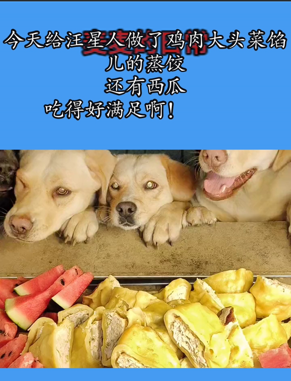 今天给汪星人做了鸡肉大头菜馅儿的蒸饺,还有西瓜,吃得好满足啊!
