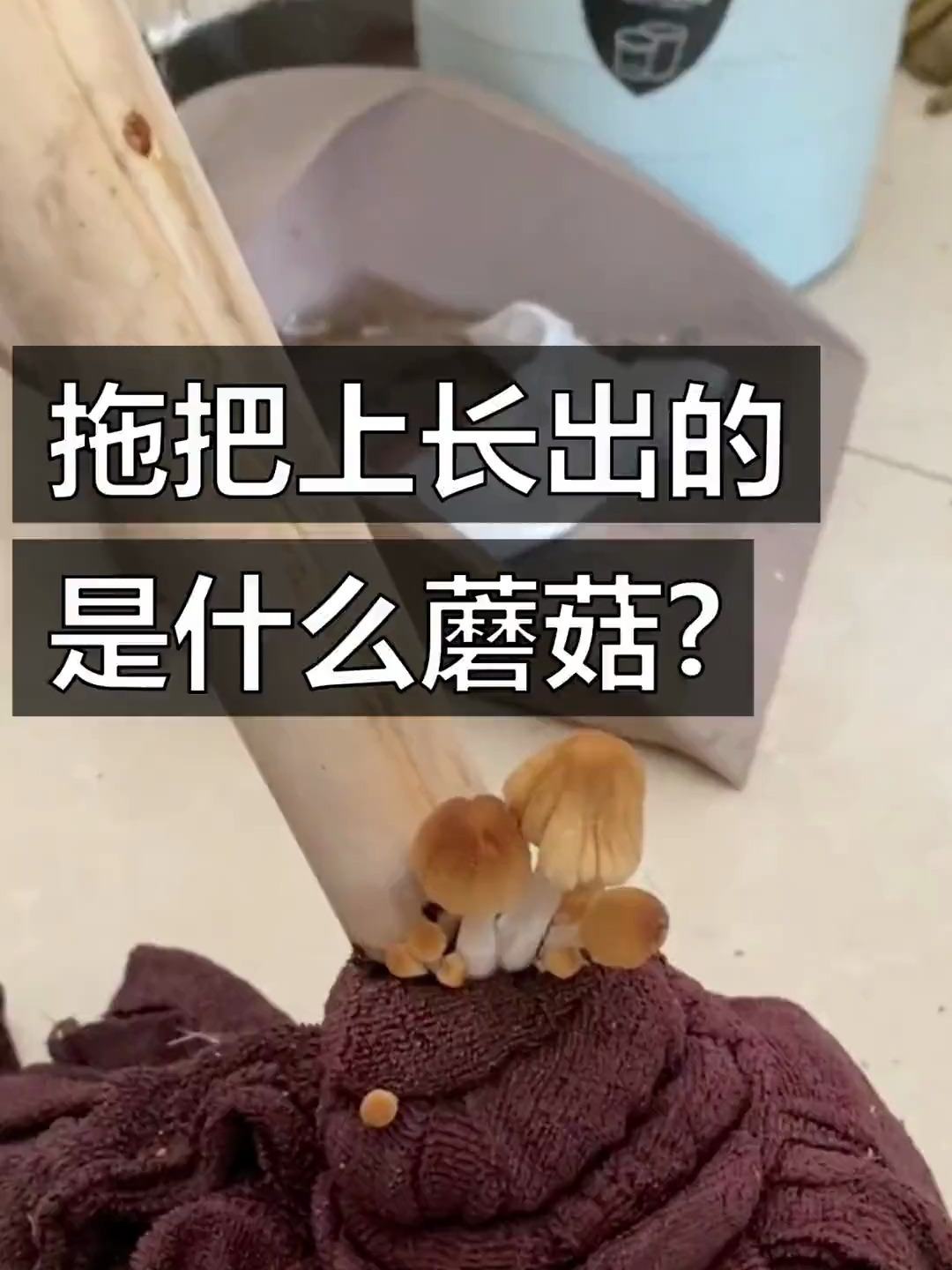 拖把上长出来的是什么蘑菇?