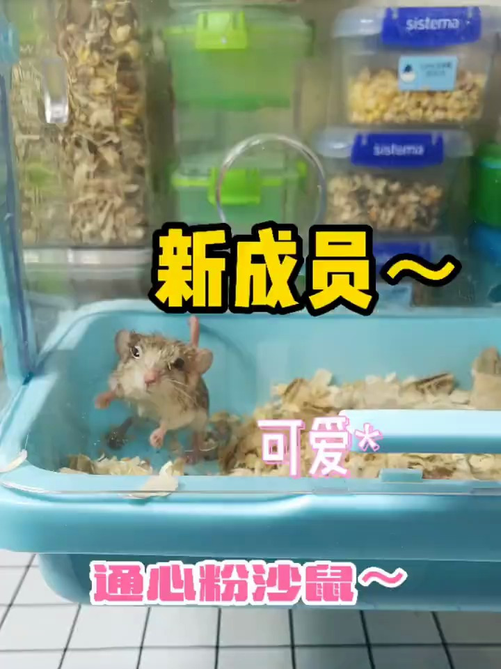 第一次养通心粉居然会如此油腻通心粉鼠