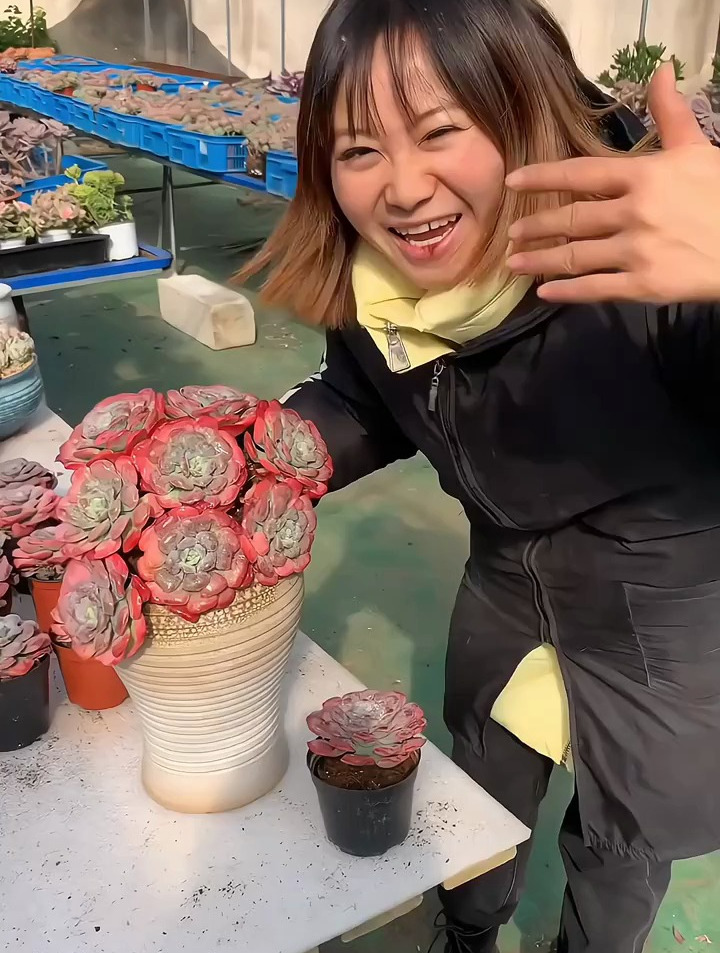 多肉植物雨滴带杆老桩 阳台奇趣植物多肉盆栽趣味窗台楼顶庭院