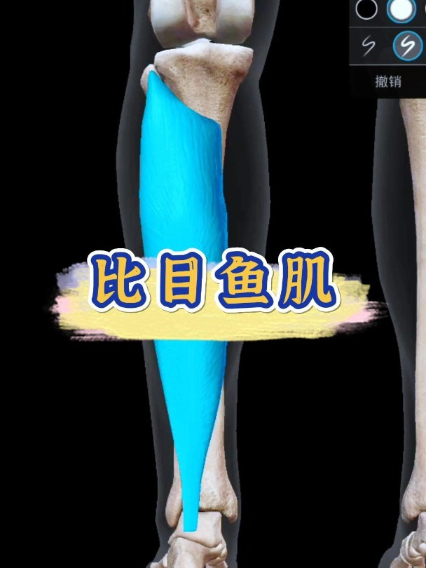 跟我一起学肌肉:比目鱼肌参与人体哪些动作