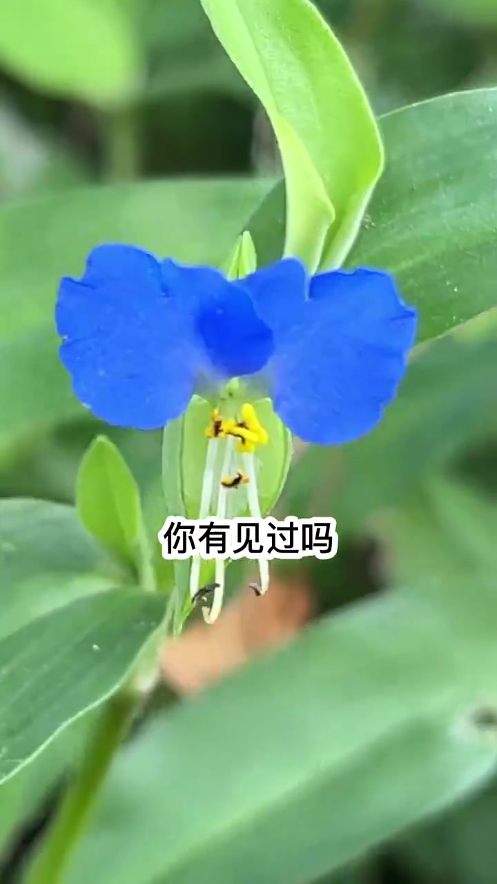 农村的鸭跖草,你认识吗,它的作用价值谁来说说