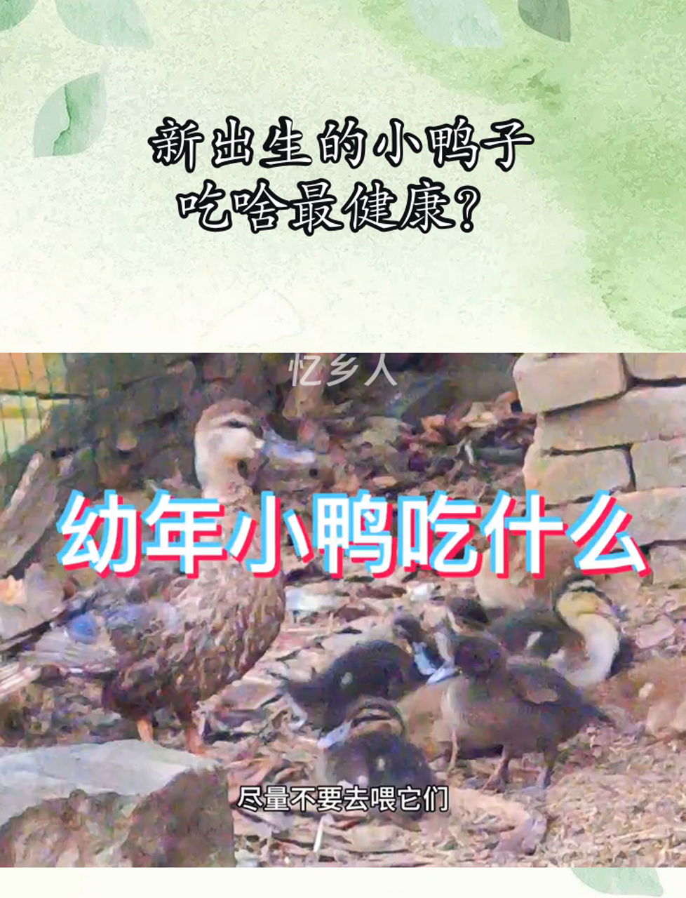 新出生的小鸭子,吃啥最健康?