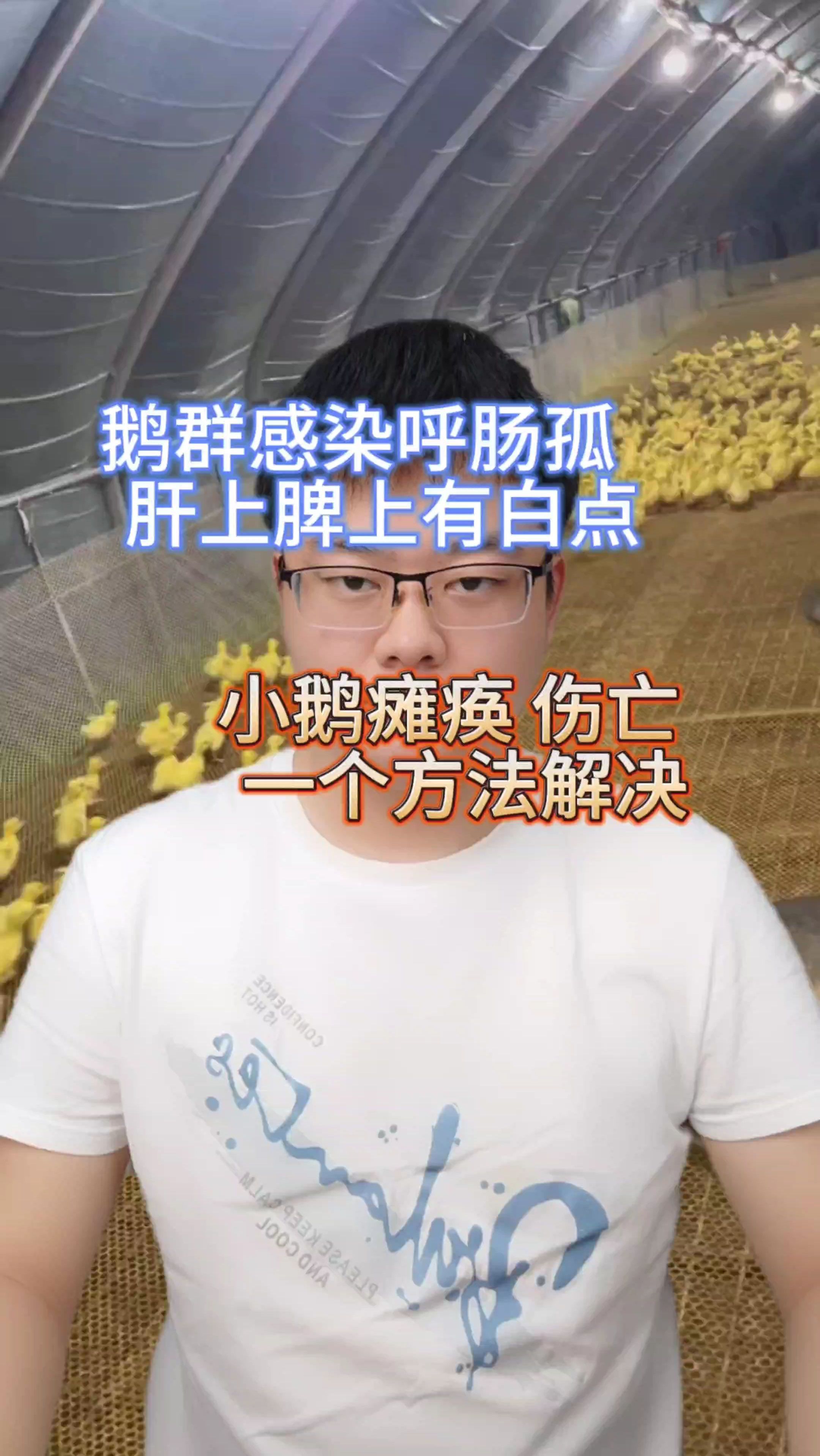 鹅呼肠孤特效 小鹅呼肠孤解剖症状 新型鹅呼肠孤 肉鸭呼肠孤
