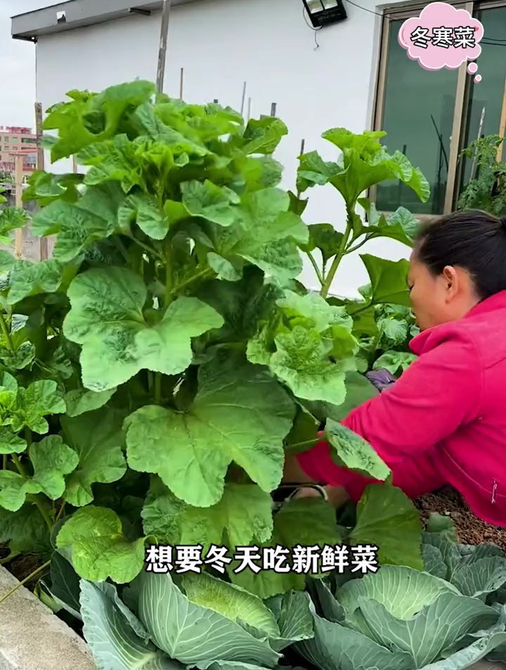 冬寒菜营养丰富,口感嫩滑,炒菜涮火锅都好吃,冬天也有蔬菜吃