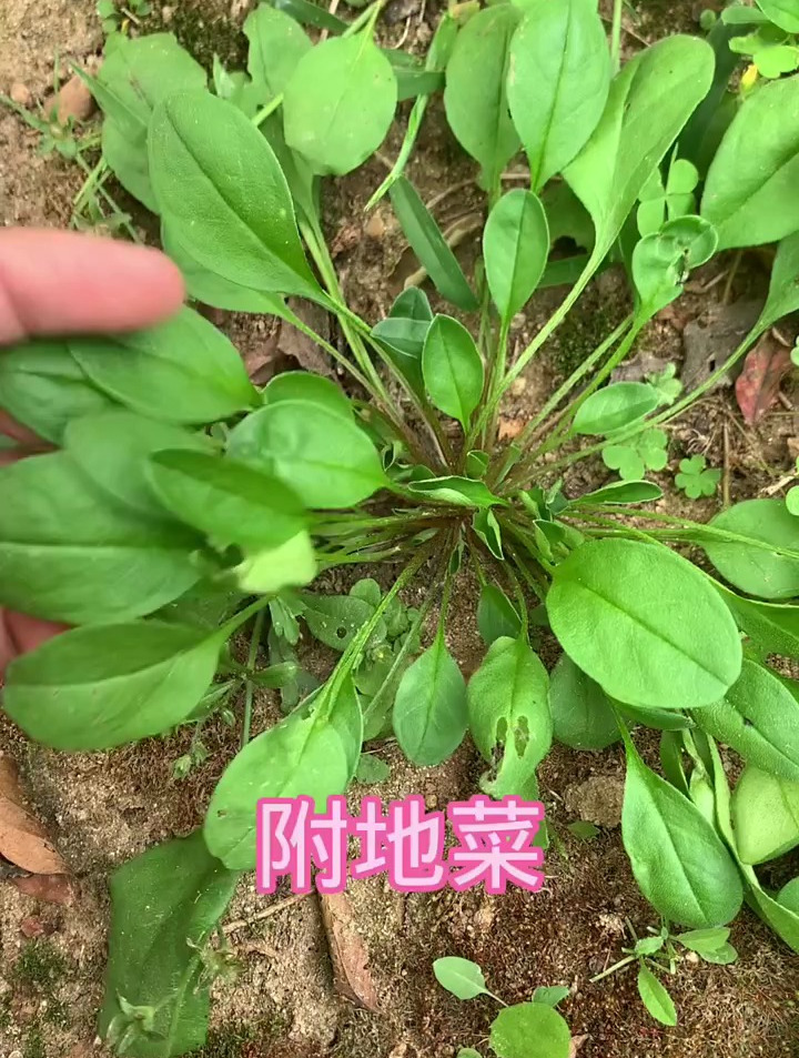 今天遇到很多的附地菜