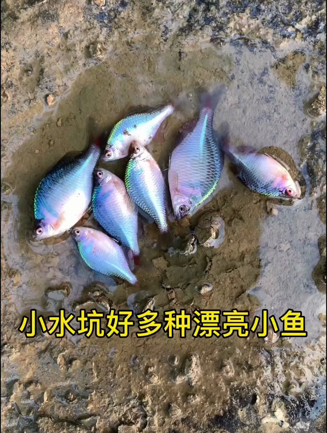 都是些什么鱼呢 养鱼 原生鱼