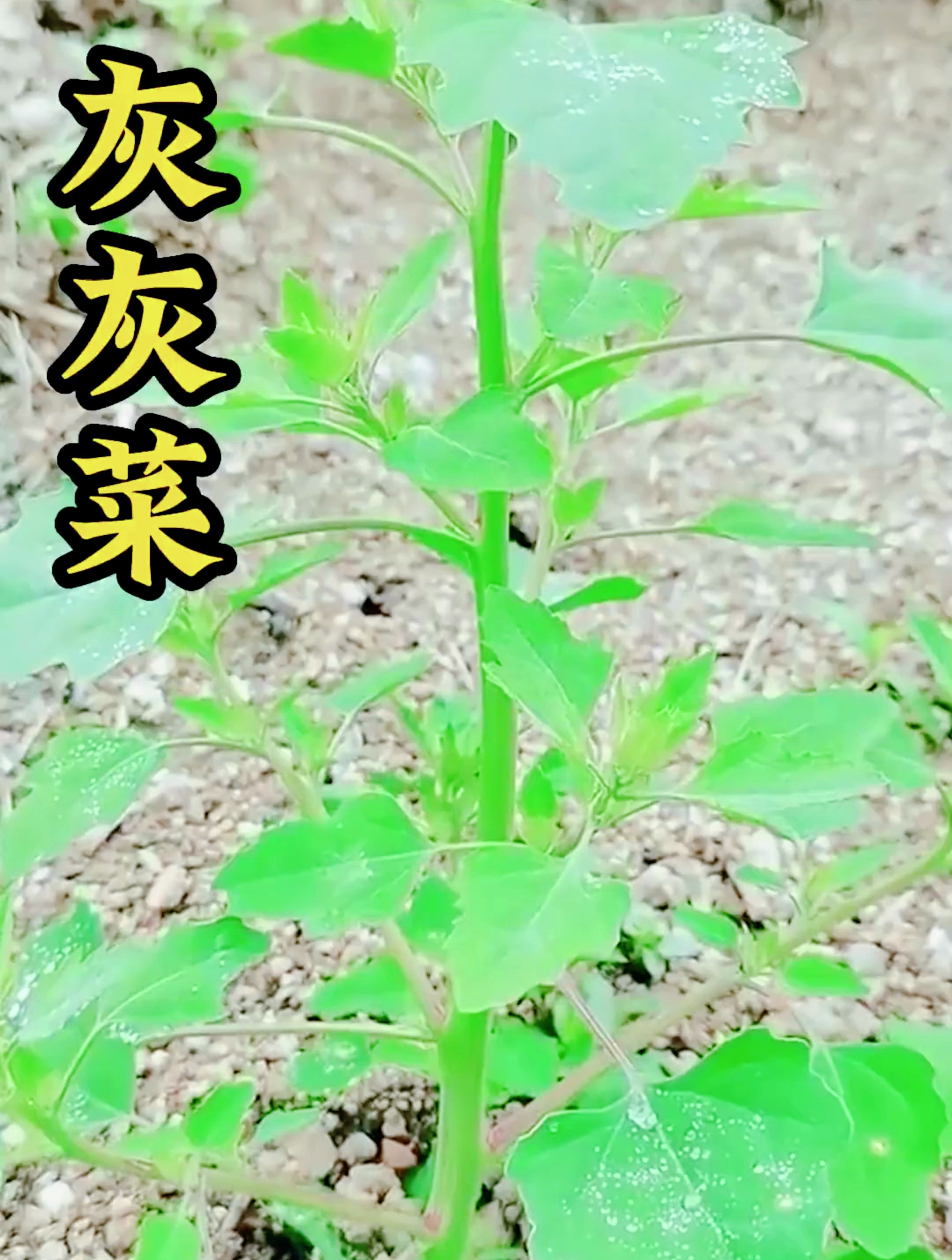农村随处可见的灰灰菜,竟然有这么多用途