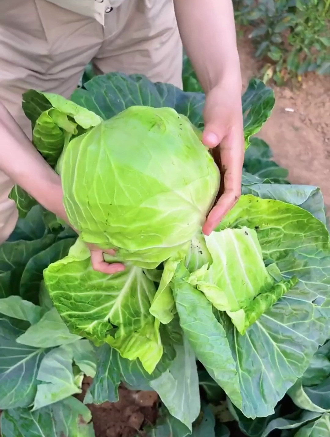 可以生吃的“甘蓝”,经常拿来做凉拌菜,南方人常吃,市场上少见