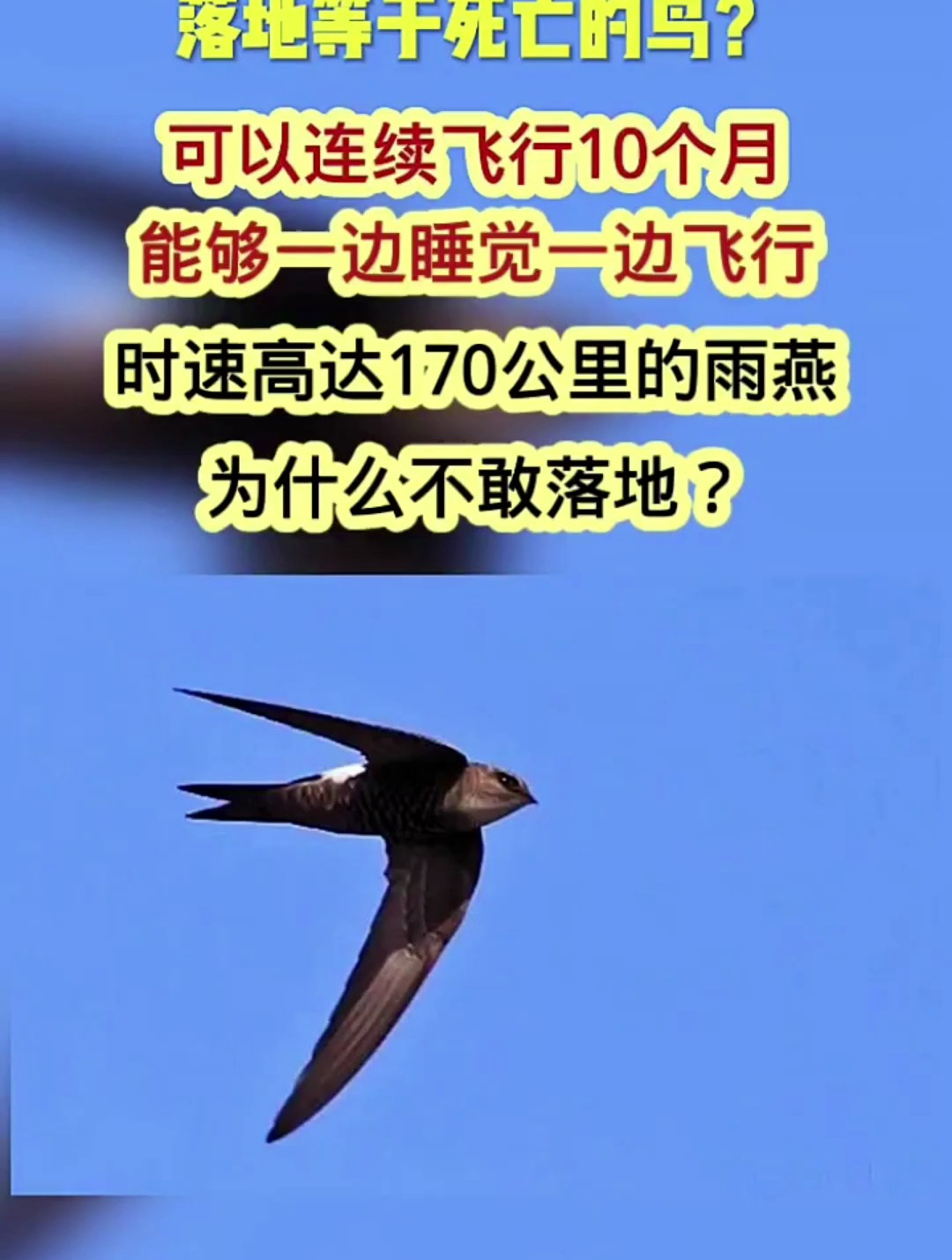 落地等千死亡的鸟!可以连续飞行10个月时速高达170公里