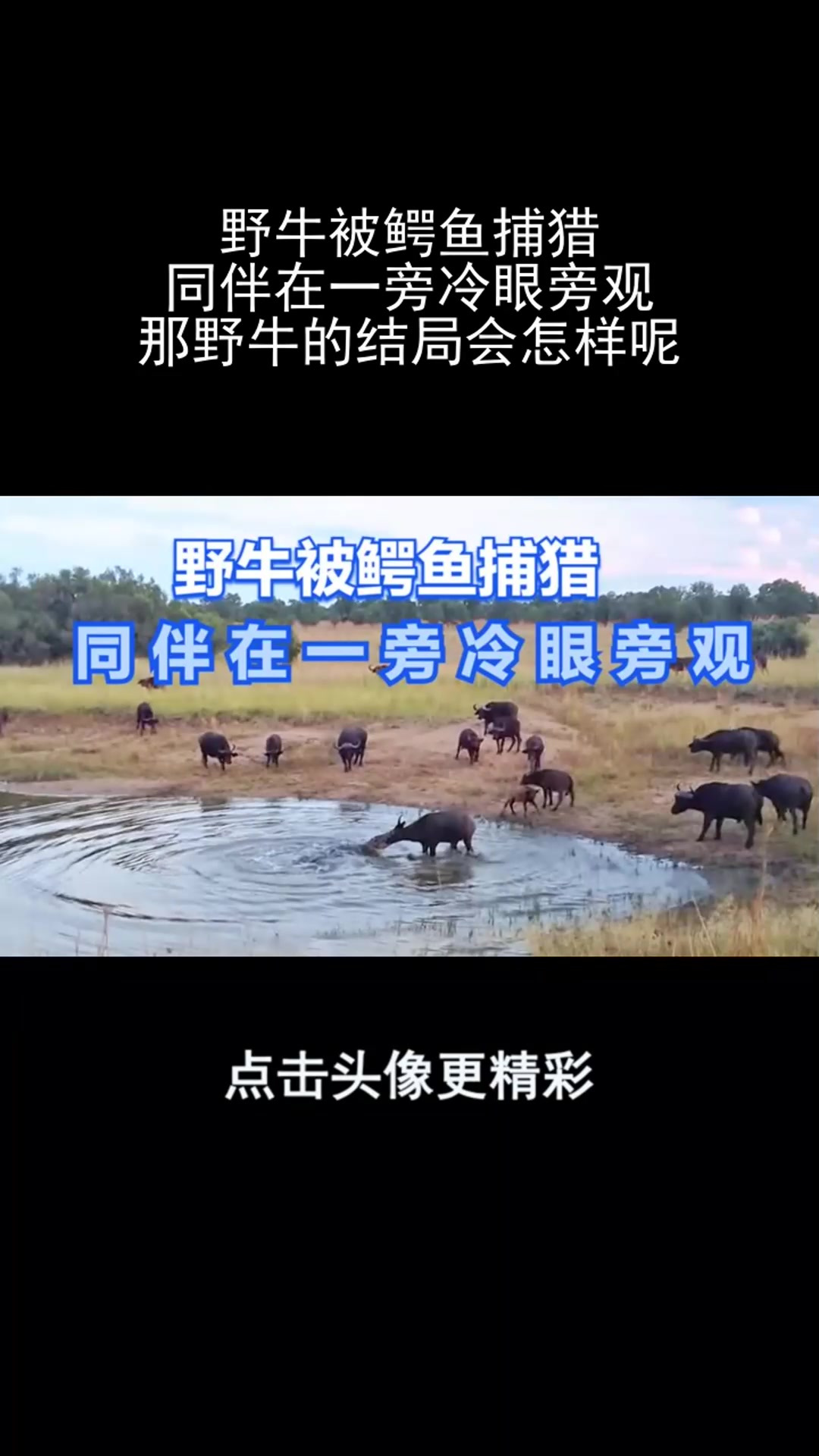 野牛被鳄鱼捕猎,同伴在一旁冷眼旁观,那野牛的结局会怎样呢