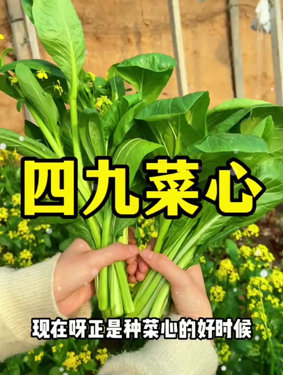 “白灼菜心”是广东人餐桌上必备的菜品,它掐尖采收,脆嫩可口!
