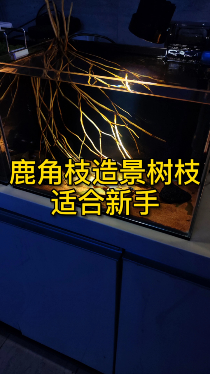适合新手的鱼缸造景素材:鹿角枝造景树枝,南美缸、原生缸都能用