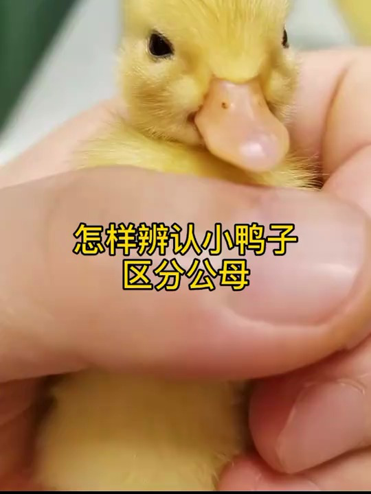 区分小鸭子公母辨认,我俊哥教会我的