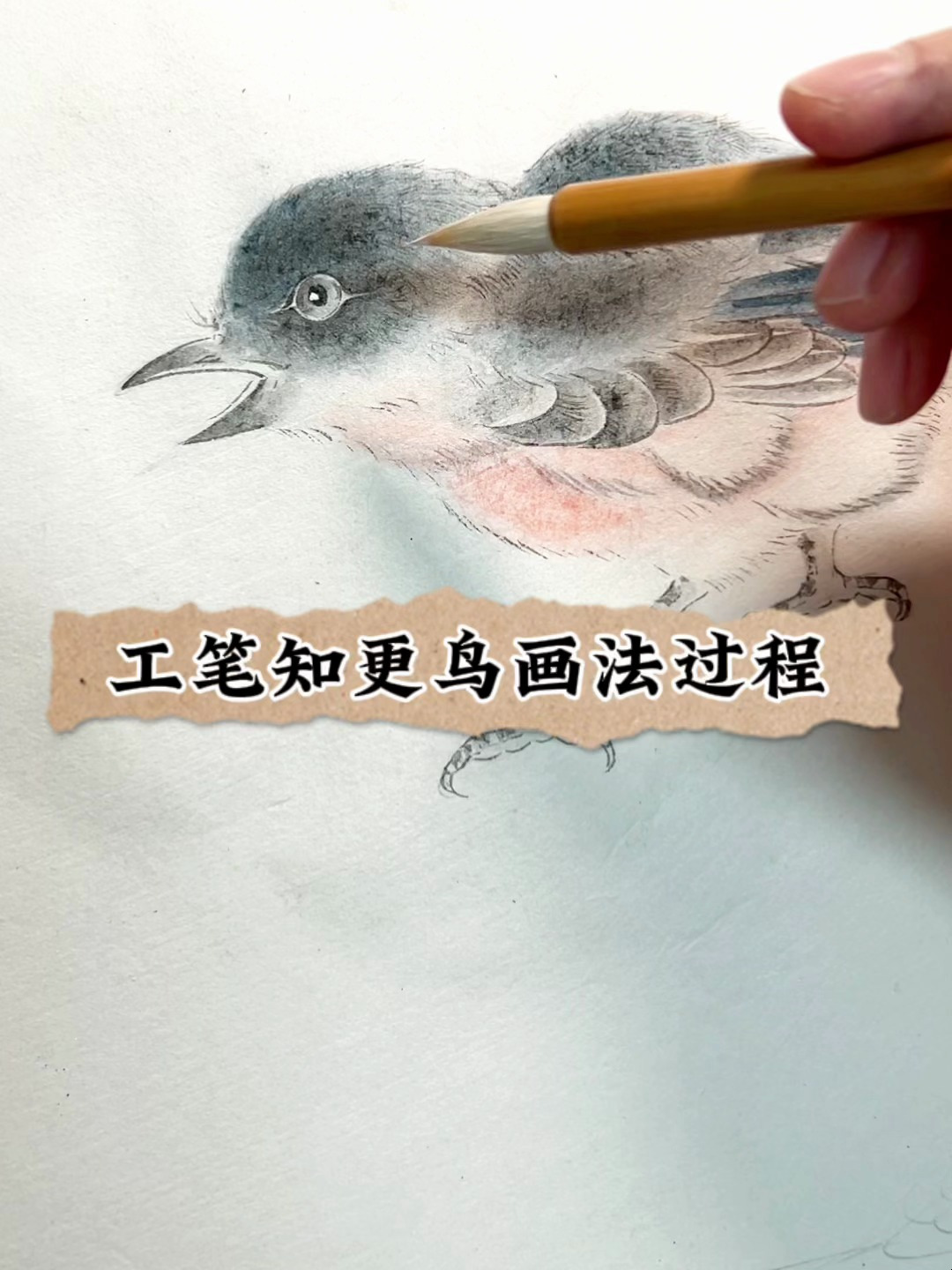 工笔画法知更鸟,蓝色的鸟也如此动人