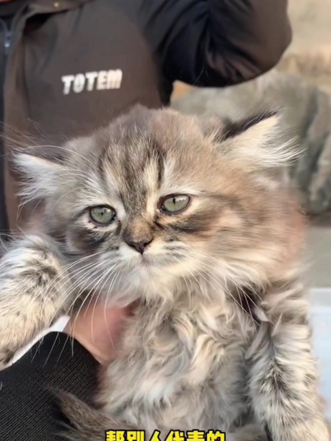 宠物市场:叫不出名字的串串猫长什么样子