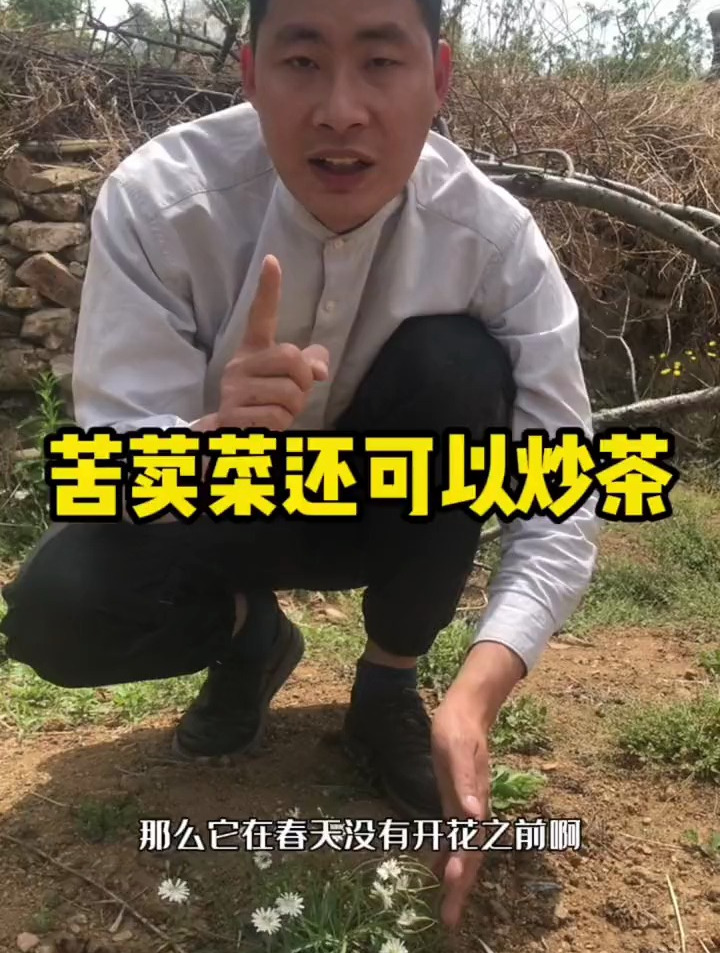 农村路边常见的中华苦荬菜,春季没开花的时候,村里人炒茶泡水喝