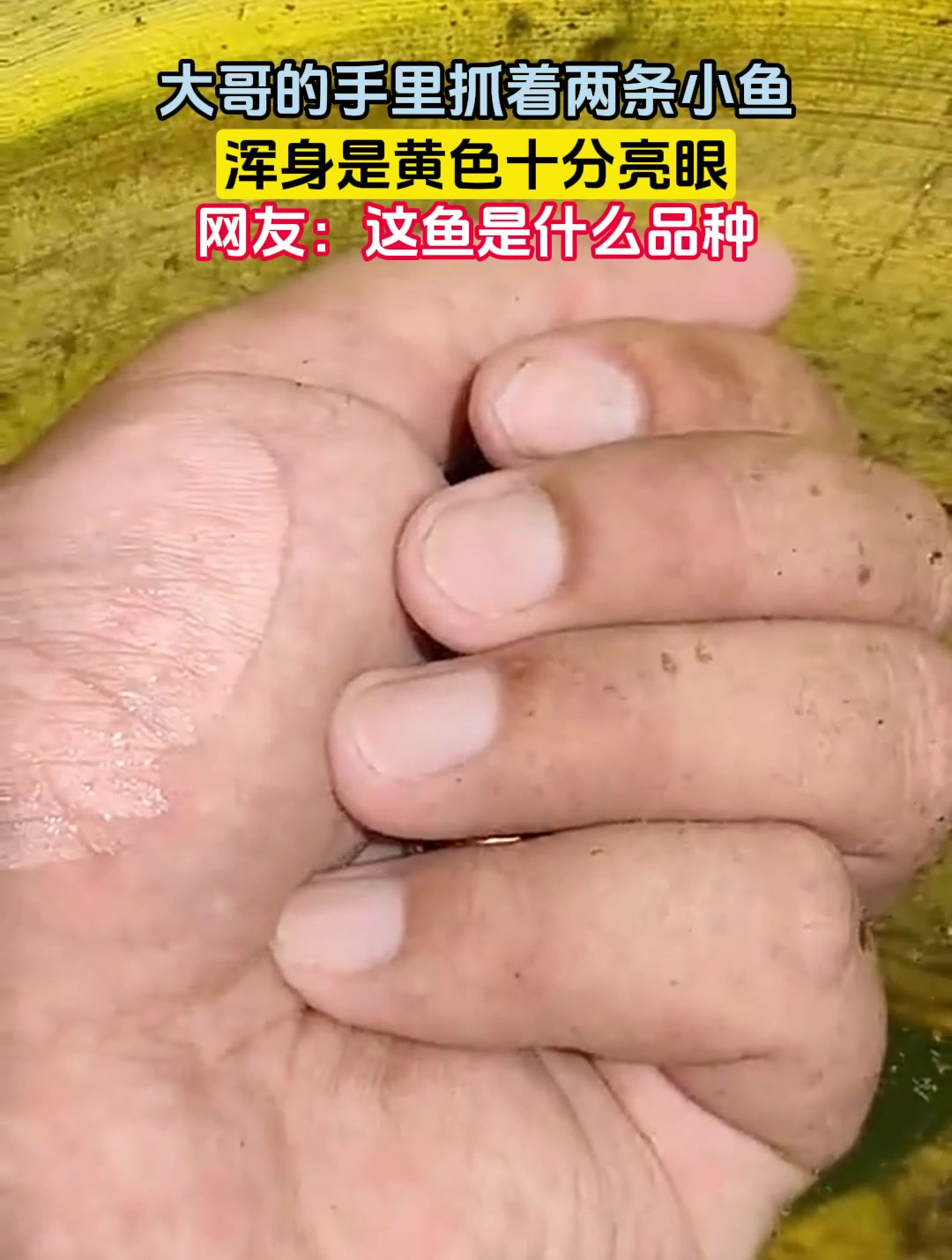 大哥的手里抓着两条小鱼,浑身是黄色十分亮眼,网友:这鱼是什么品种