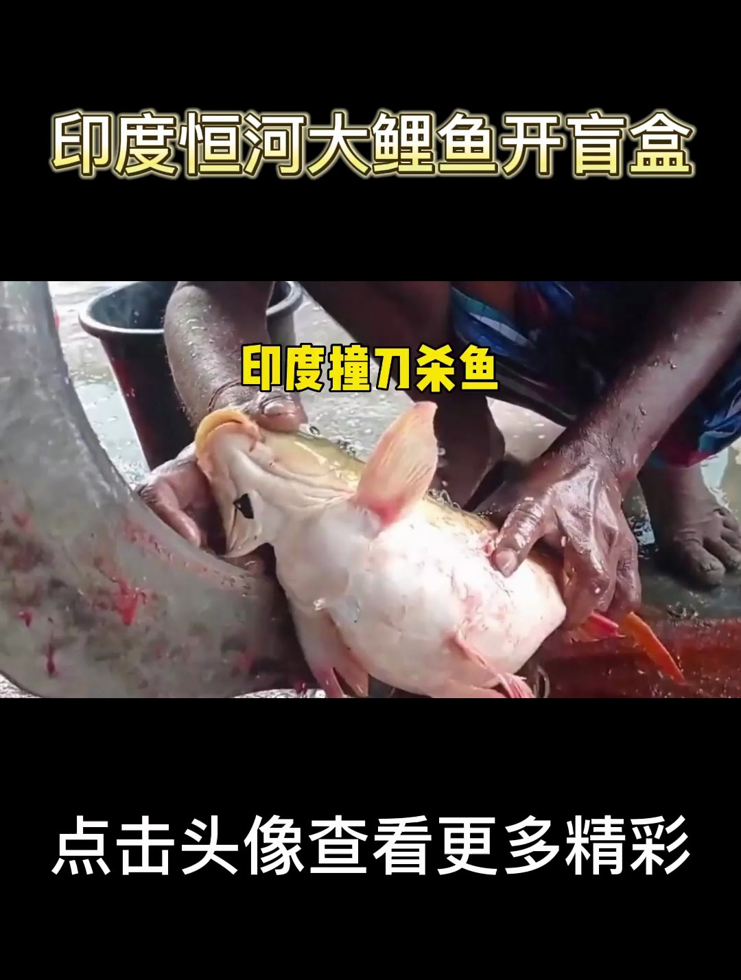 印度恒河大鲤鱼开盲盒