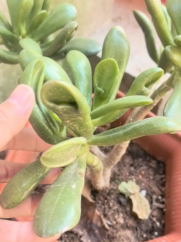 多肉招财猫养出健康美丽状态,掌握以下几点