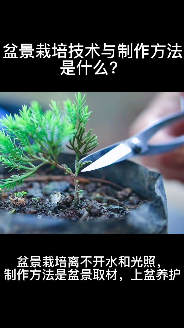 盆景栽培技术与制作方法是什么?