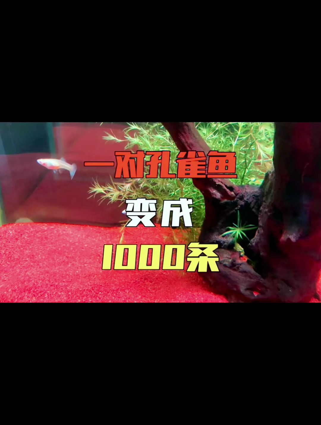 颠覆认知!四个月能养出一千条?