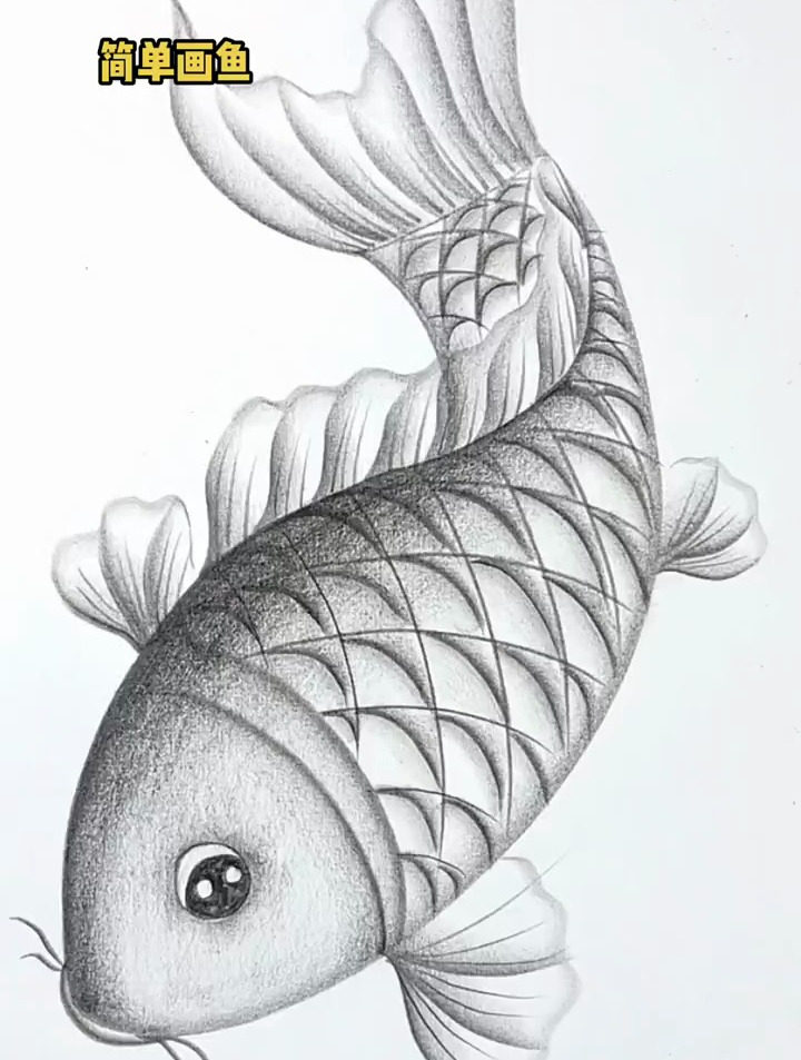 教你简单画鱼,零基础学画画